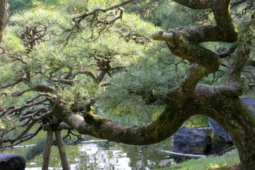 Also specially formed pine tree