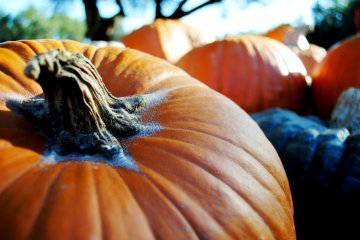 Hokkaido Pumpkin Pudding