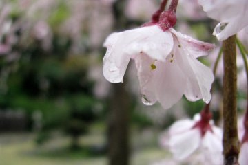 Bunga Sakura