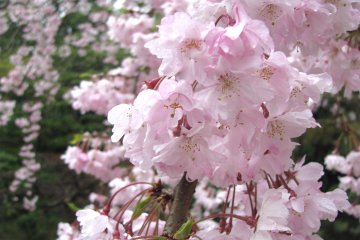 Sakura sangat indah walaupun di saat hujan