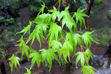 Daun momiji muda