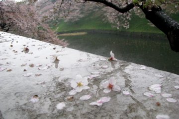 Sakura basah yang terlihat indah
