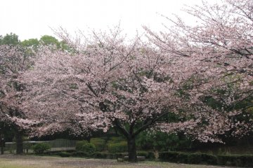 Sakura di Imperial Gardens Tokyo
