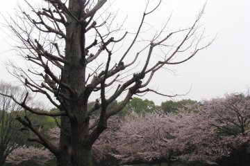 Sakura yang bermekaran disaat pohon-pohon lain masih begitu polos