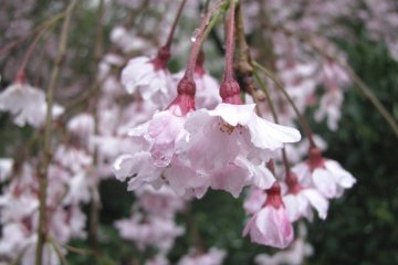 Sakura selalu menarik