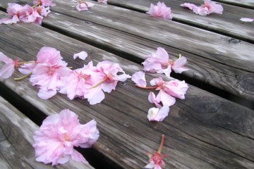 Musim sakura sangat pendek..
