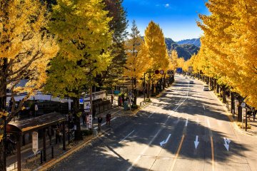Hachioji Gingko Festival 2026