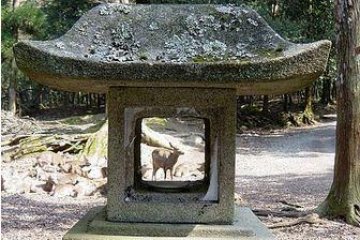 Deer can be found frolicking among the lanterns.