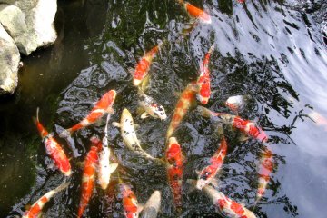 Plenty of carp (koi f)