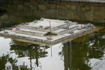 Turtles