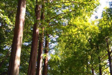 Tokushima castle park 
