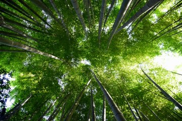 Hokokuji, Kuil Bambu di Kamakura