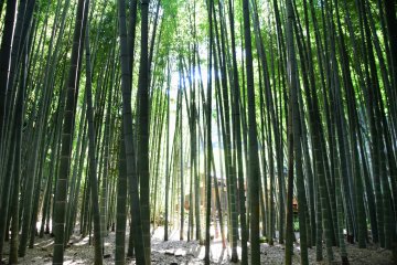 Terdapat rumah teh di luar hutan bambu