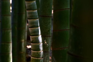 Jaring laba-laba pada batang bambu yang melengkung