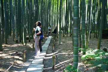 Pohon bambu yang sangat tinggi sampai tidak terlihat ujungnya