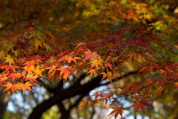 Great variety of colours on this maple tree