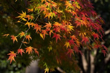 Sunlight can create beautiful highlights