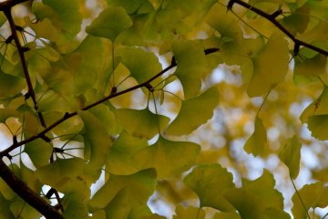 Gingko leaves—I just love their shape