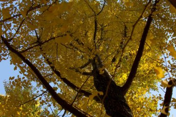 What it feels like sitting in a tree house...