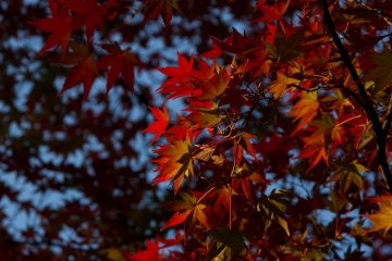Vivid red colours of a maple tree