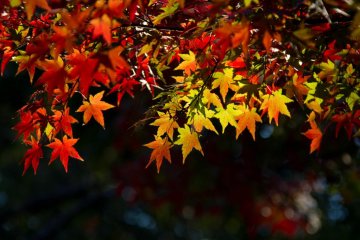 Autumn Colours in Yoyogi Park