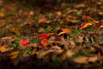 Colourful cherry leaves make for a wonderful contrast on the green grass