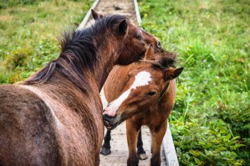 Answer the call of the wild in Eastern Hokkaido