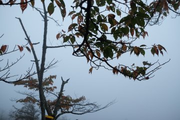 The visibility is very low early morning