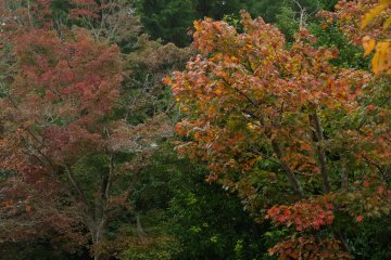 Trees changing colors