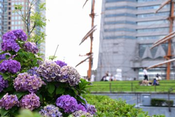 Hydrangeas in the park
