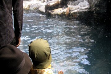Watching the sea lion