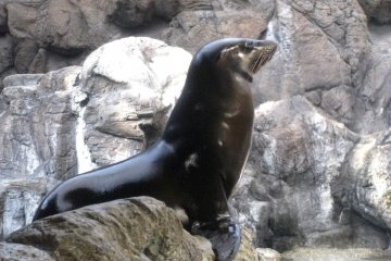 The sea lion