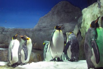 Penguins