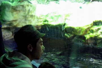 Father and son watching penguins and discussing