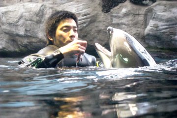 Feeding dolphins