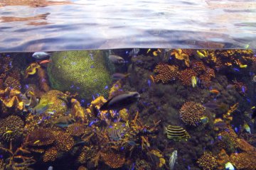 Underwater life