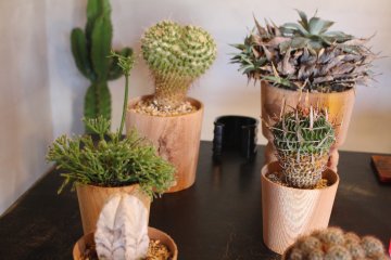 The Timber Pots in action