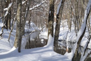 Hiking with snowshoes near Tsuta Onsen