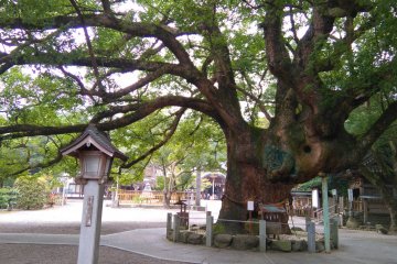 A Tree Grows in Oasahiko Shrine