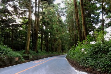 Tall cedars line both sides of the road