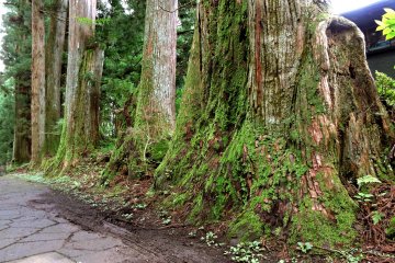 Lots of moss