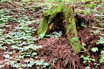 Tree stump