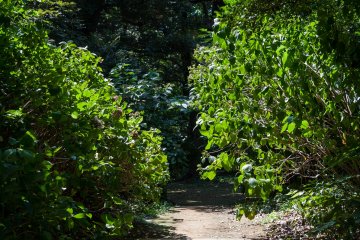 So much green, it's easy to forget you're still in Tokyo