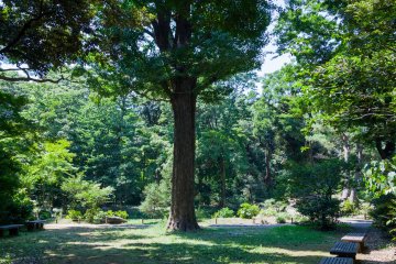 Resting in the shade