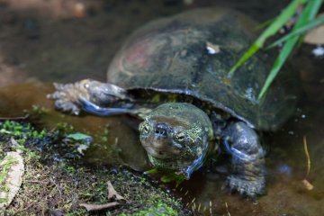 Streams are inhabited by turtles