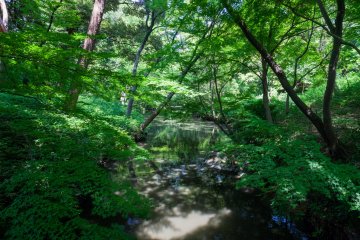 In some areas, the park looks like  forest