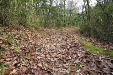 Path in the woods aorund the village