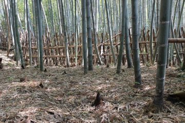 Bamboo woods around the village