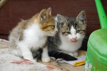 Mother and kitten relaxing