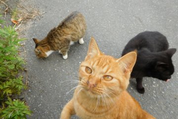 Curious as a cat